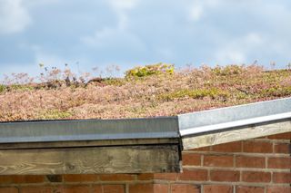 an example of a planted green roof