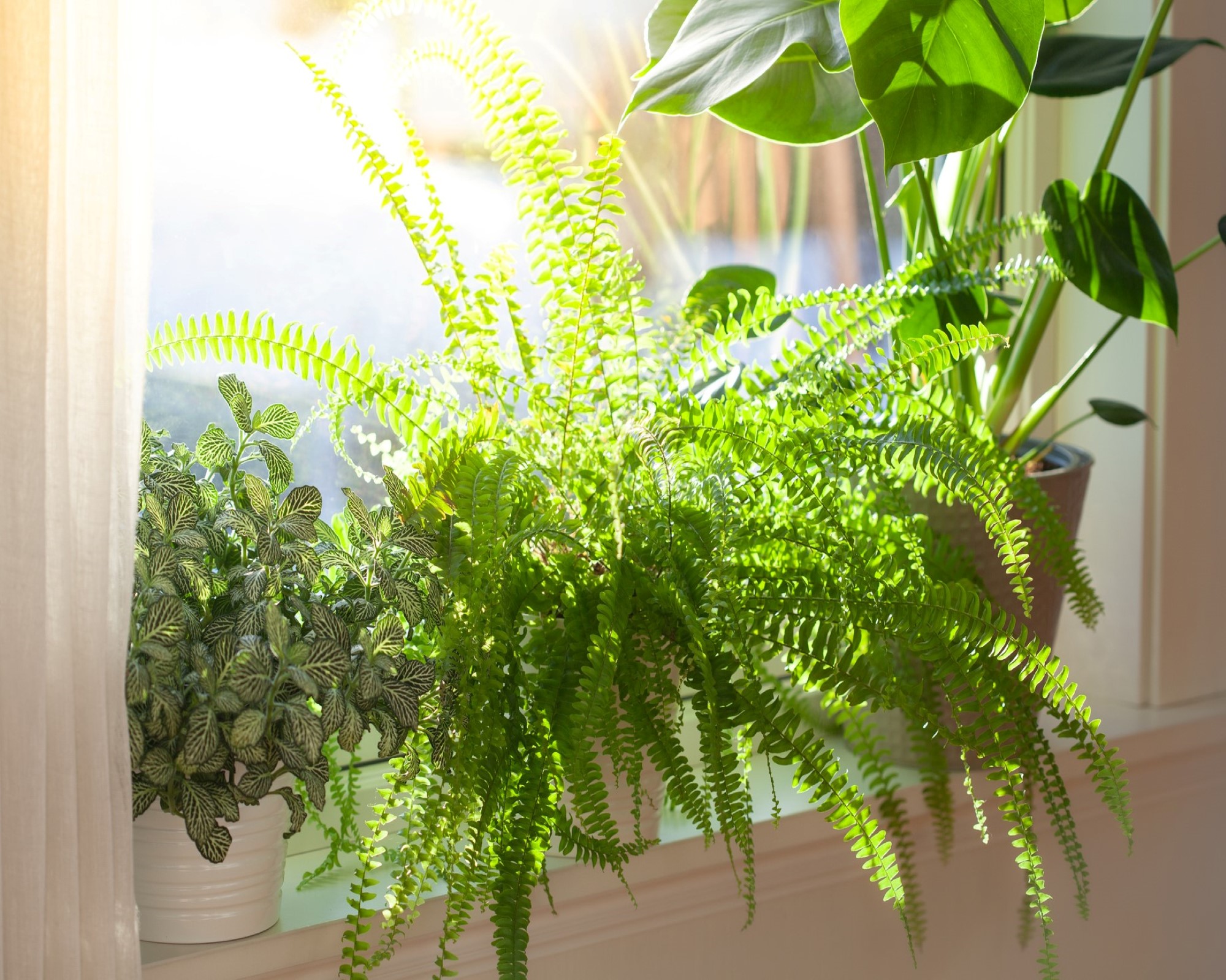 Why is my Boston fern turning brown? 5 common causes Gardeningetc