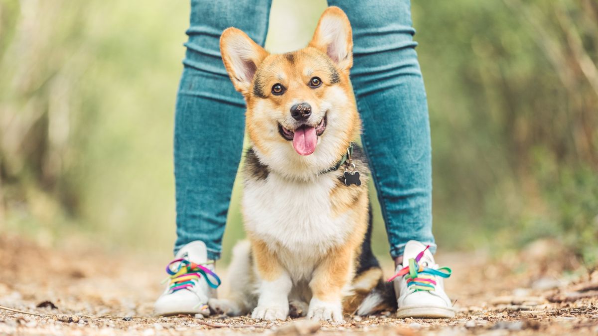 Cute Corgi posing in between its owner&#039;s legs