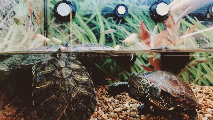 What do pet turtles eat? Two turtles swimming in a tank