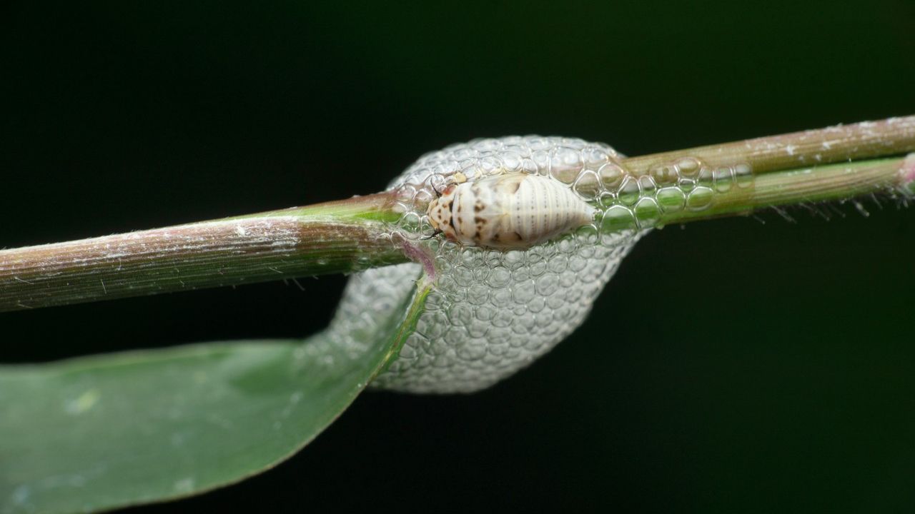 Spittlebug, warning over deadly &#039;strange froth&#039;