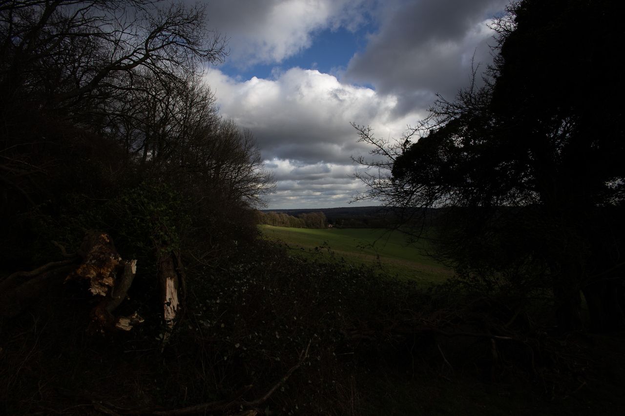 Trees surrounding a countryside view