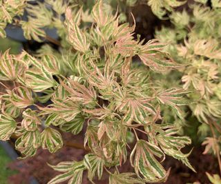 Close up of acer palmatum higasayama
