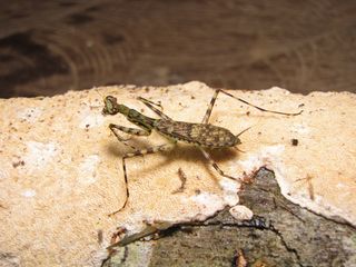 new species of praying mantis