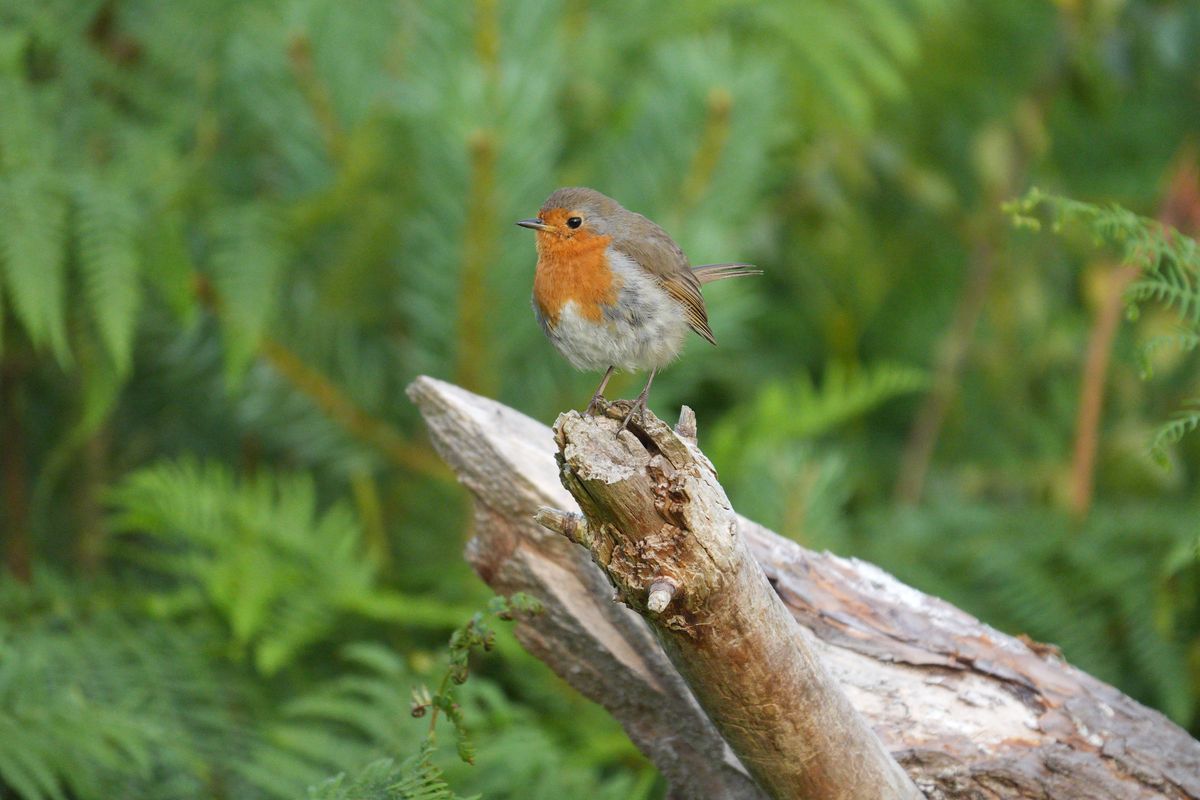 Sony RX10 V bridge camera sample gallery, a robin on a tree trunk surrounded by ferns