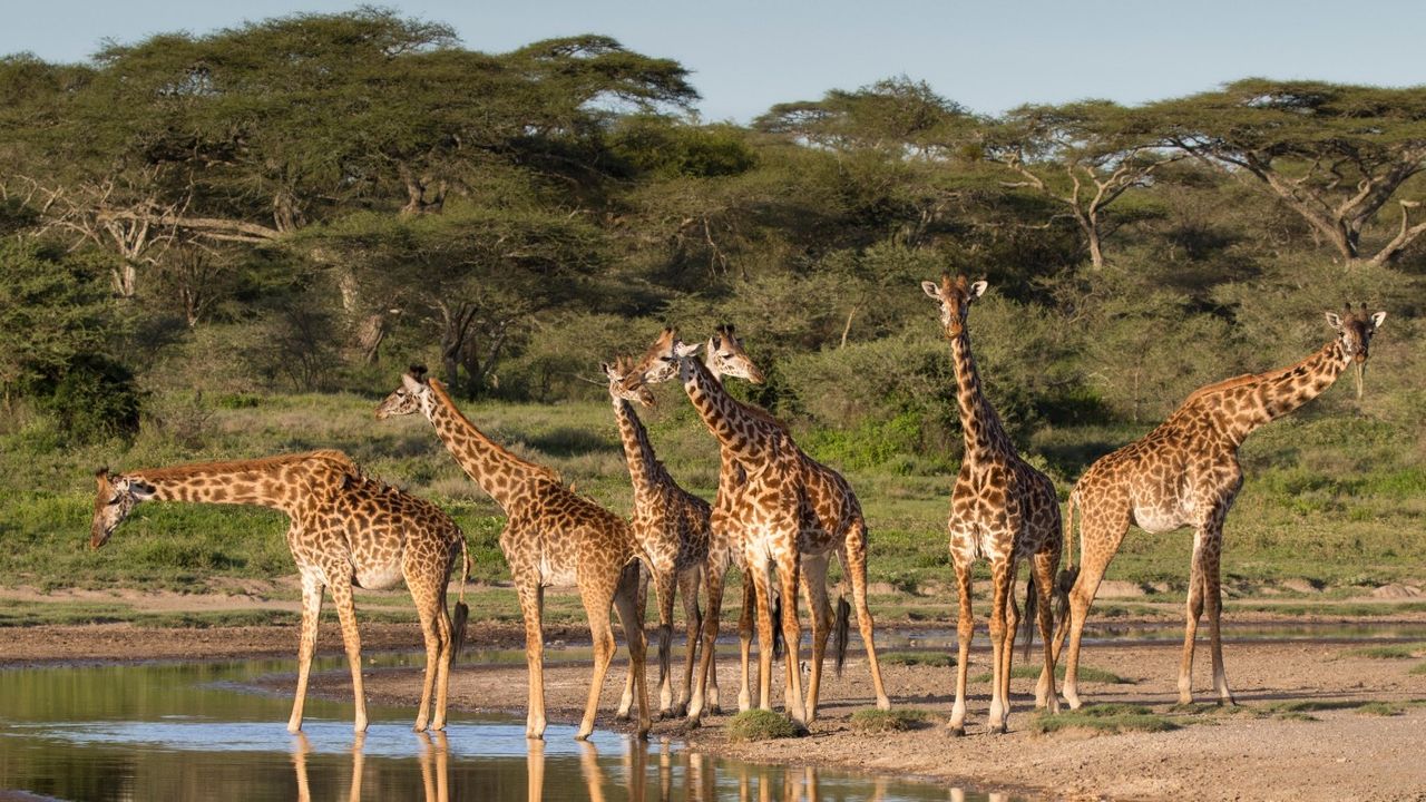 Giraffe in Tanzania 