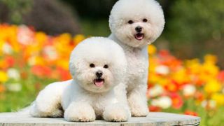 two Bichon Frise dogs sitting side by side