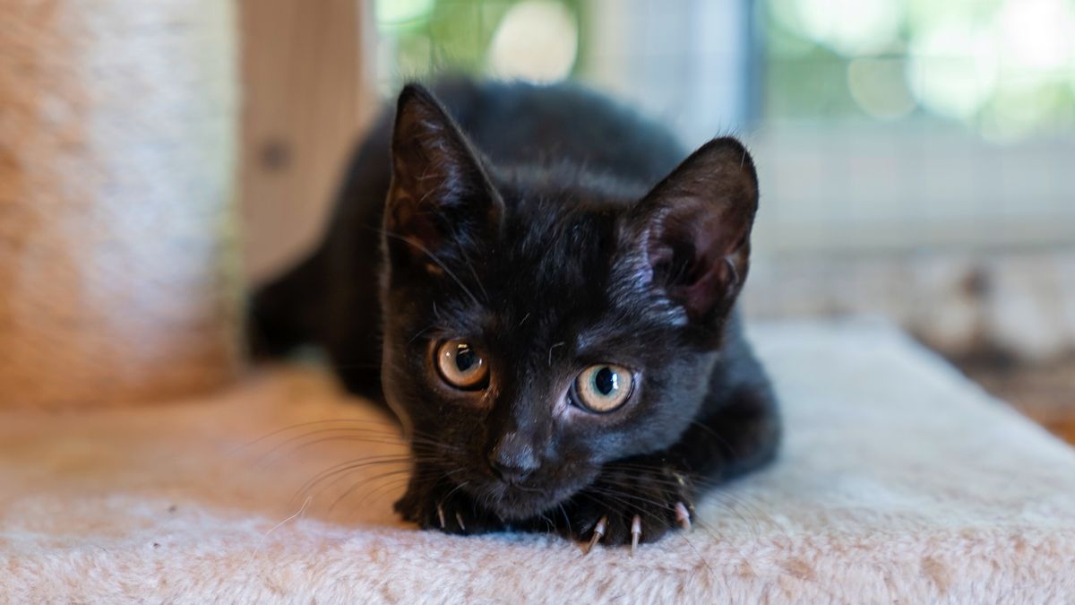 How to discipline a cat when it's being naughty PetsRadar