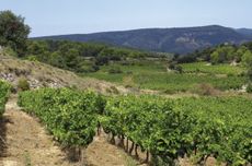 Minervois-La Livini&egrave;re