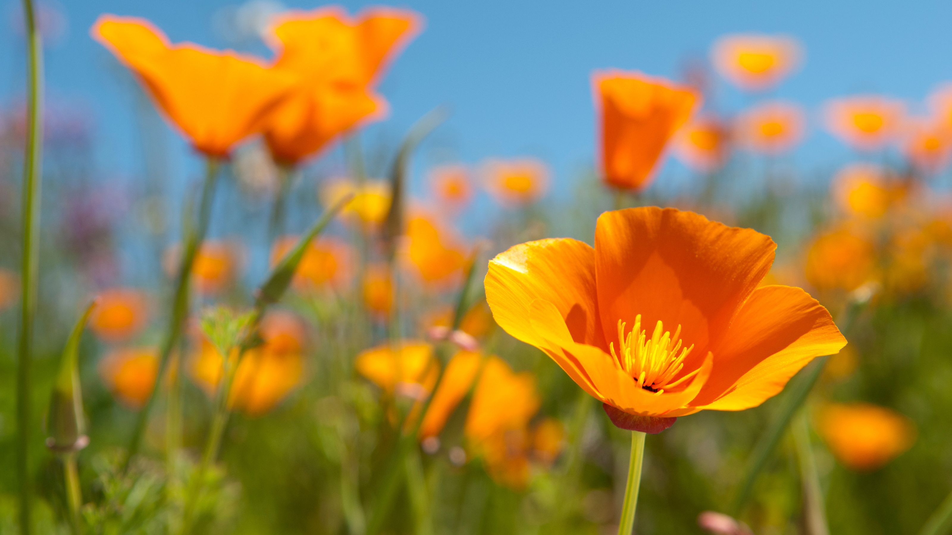 Beautiful California Golden Poppies, California&rsquo;s state flower (Eschscholzia californica), on a sunny spring day.