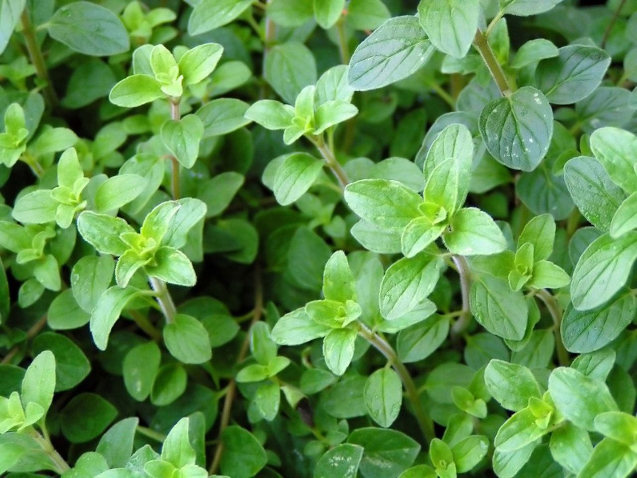 Greek Oregano Plant Cover