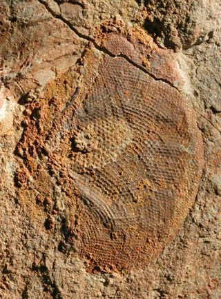 A half-billion-year-old fossil compound eye, showing exquisite detail of the visual surface (the individual lenses can be seen as darker spots).