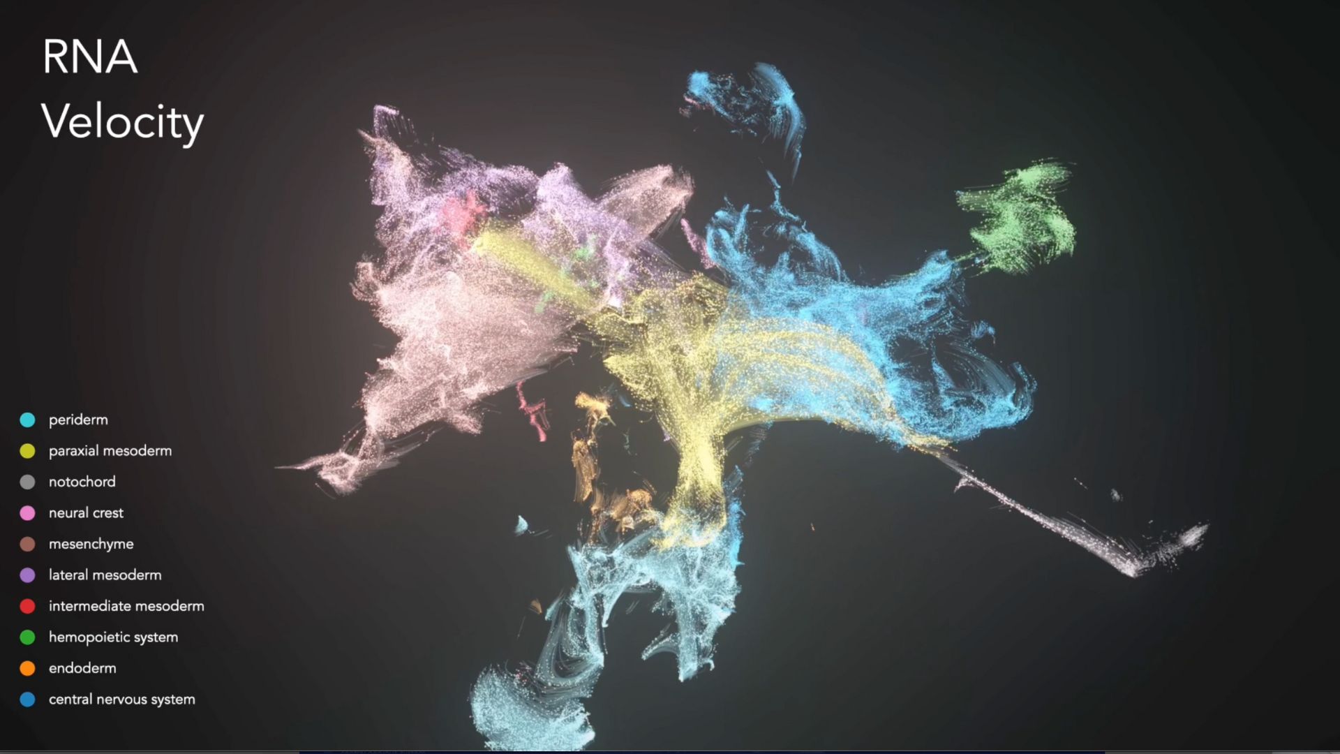 pink, blue, yellow and green firework of light represents different types of cells in an embryo, each color corresponding with a label