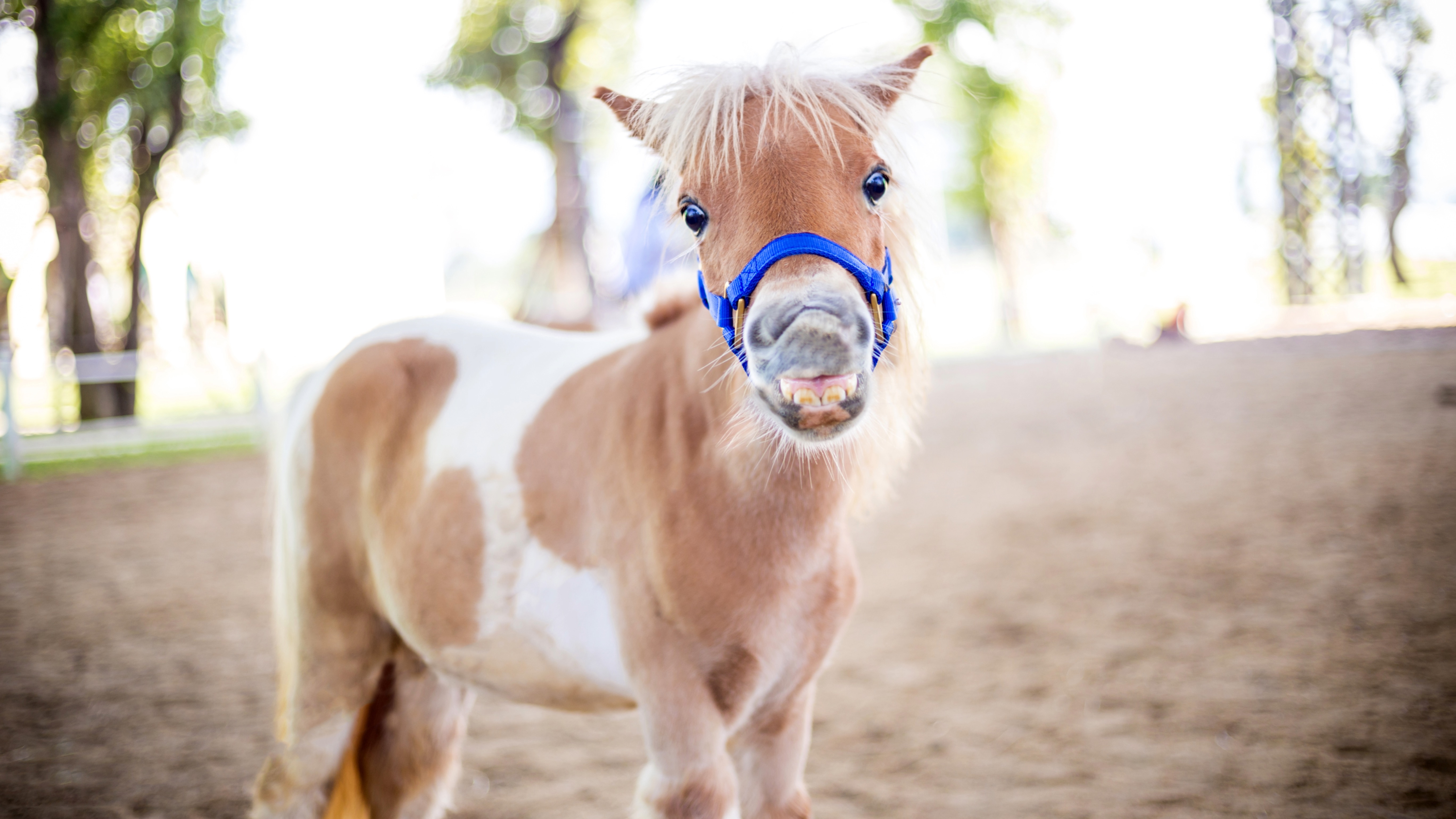 Smiling Shetland Pony