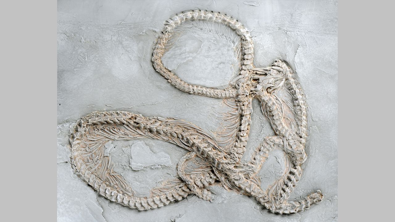 The first discovered fossil belonging to the newfound species Messelopython freyi.