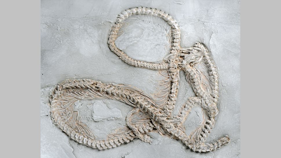 World’s oldest python fossil unearthed – VectorsJournal