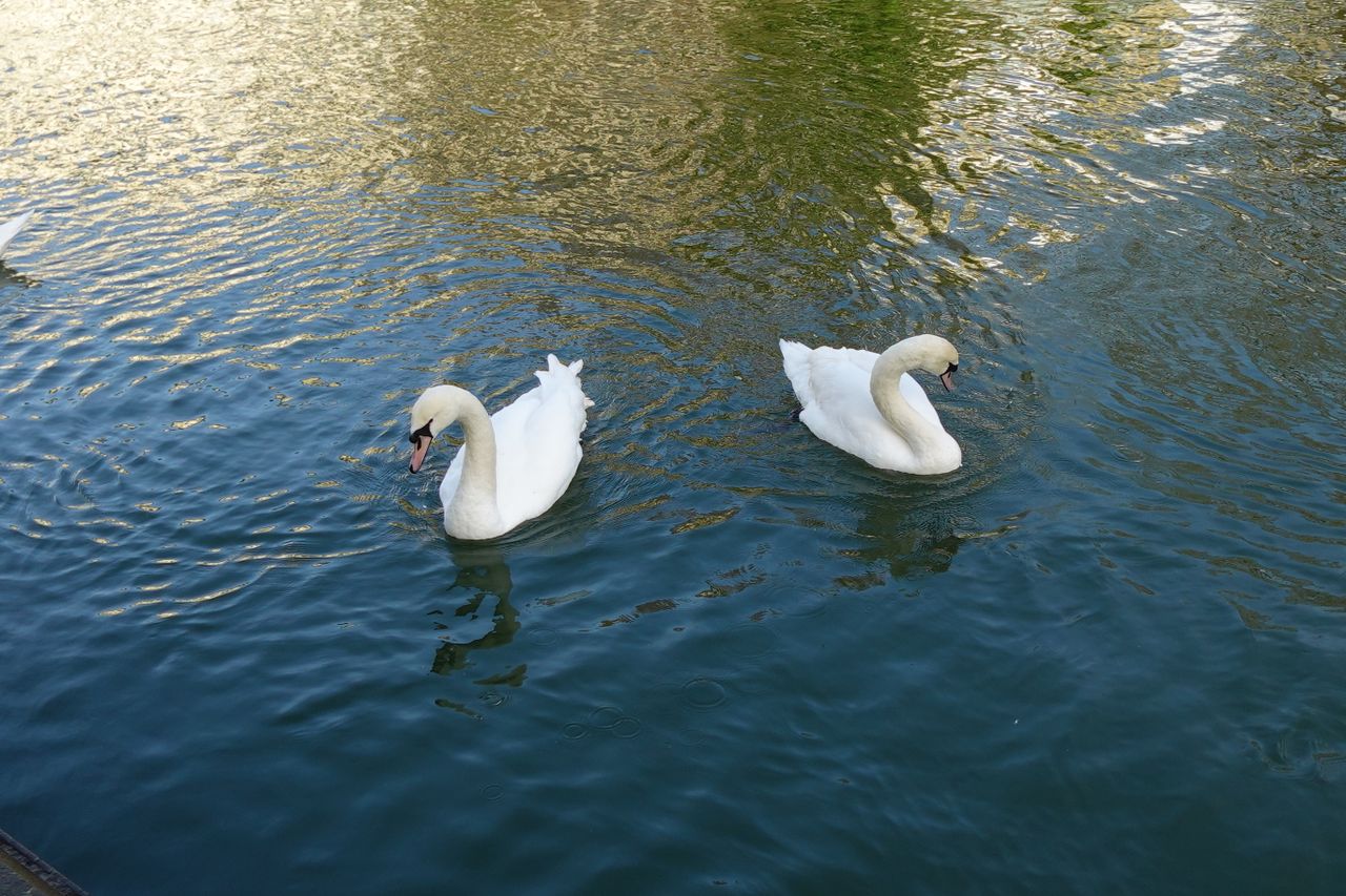 A photo of two swans in a river taken on a Sony ZV-1F vlogging camera