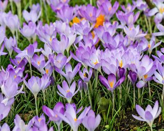 A sea of purple crocus flowers