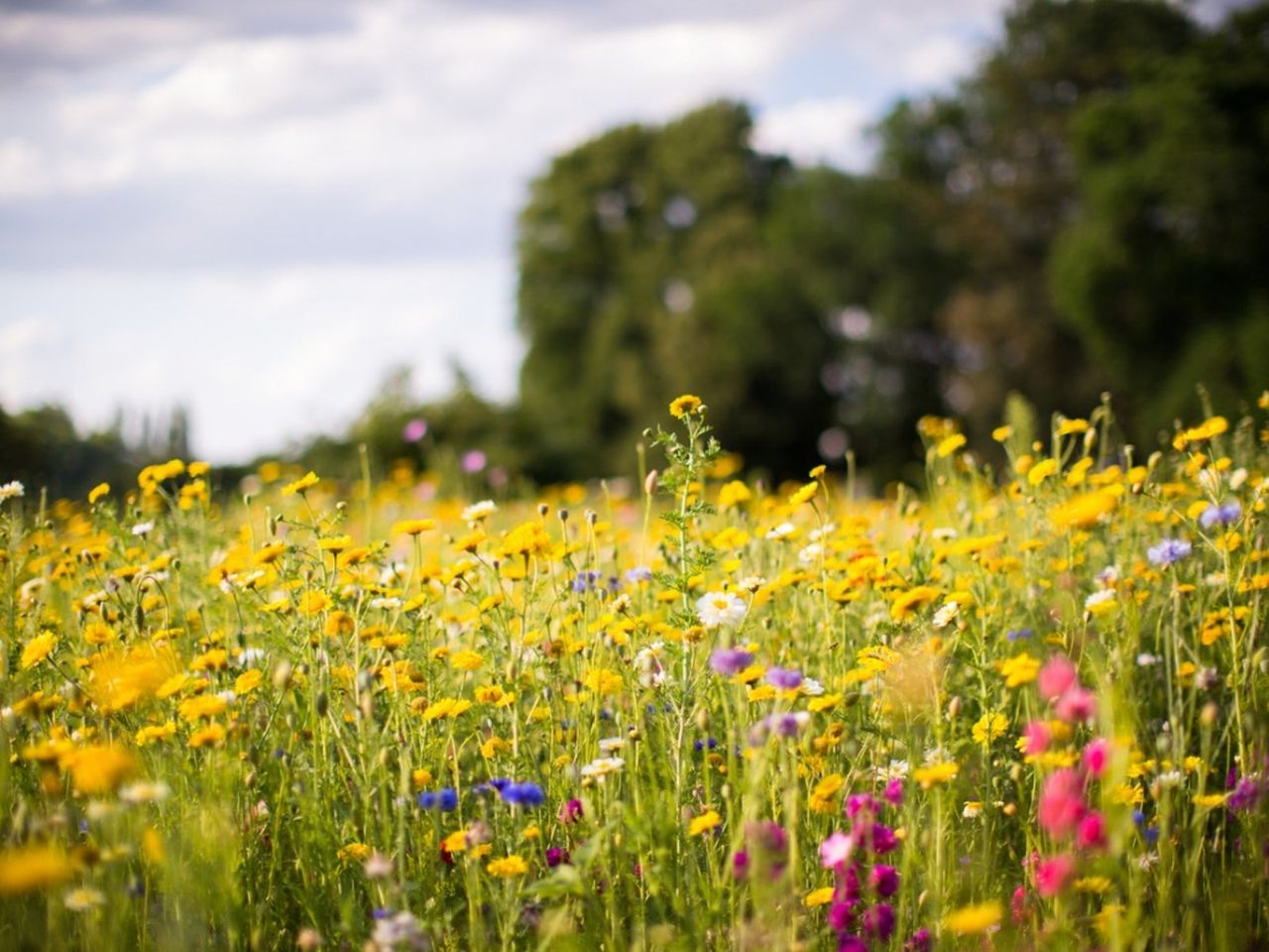 Easy-Care Gardens - Learn About Low Maintenance Gardening | Gardening ...