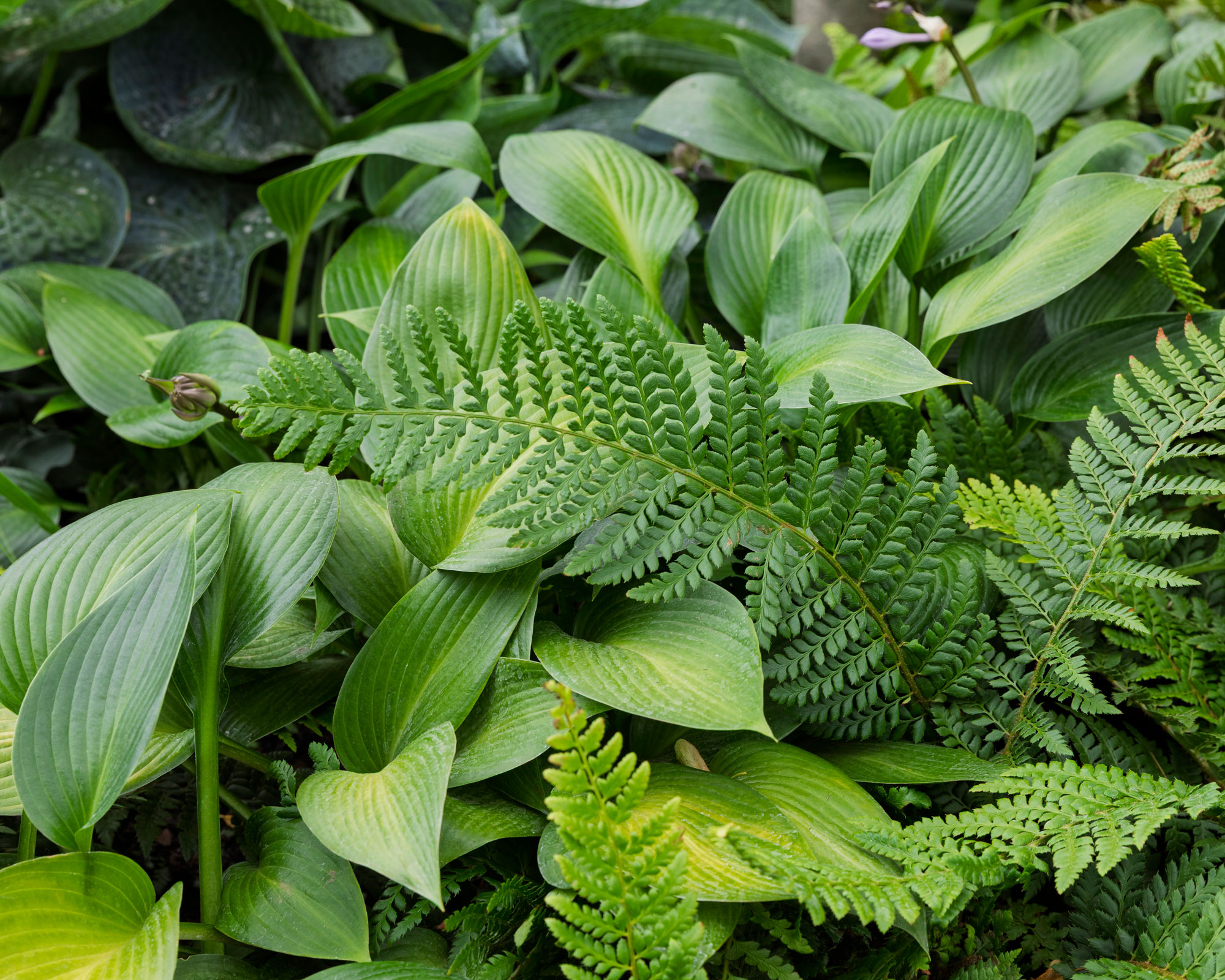 green fern and hosta leaves