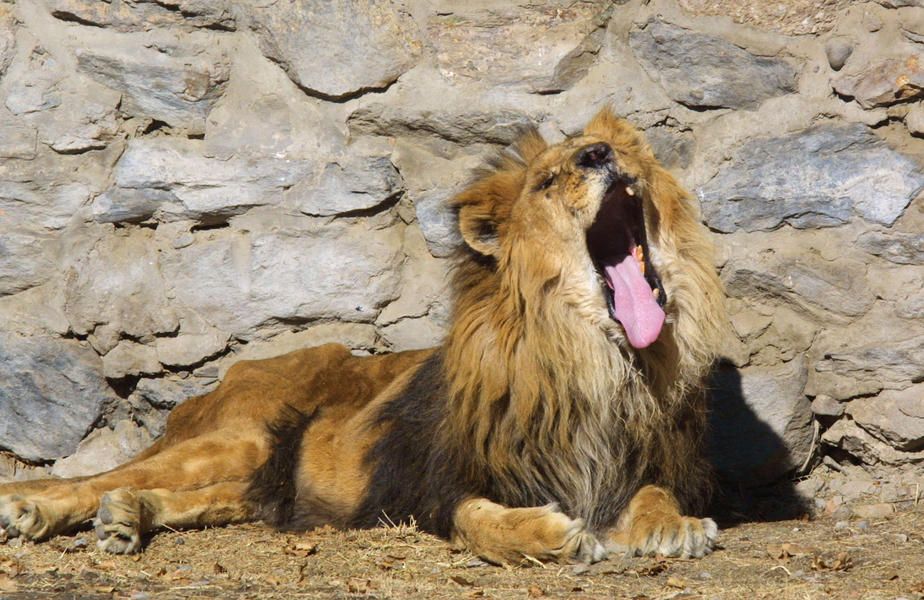 Woman scales Memphis Zoo fence, tries to feed lions cookies