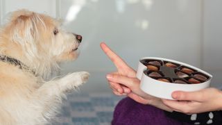 Woman holding box of chocolates and saying no to dog