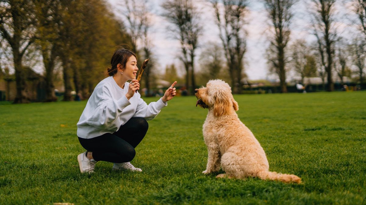 Woman training her dog at the park