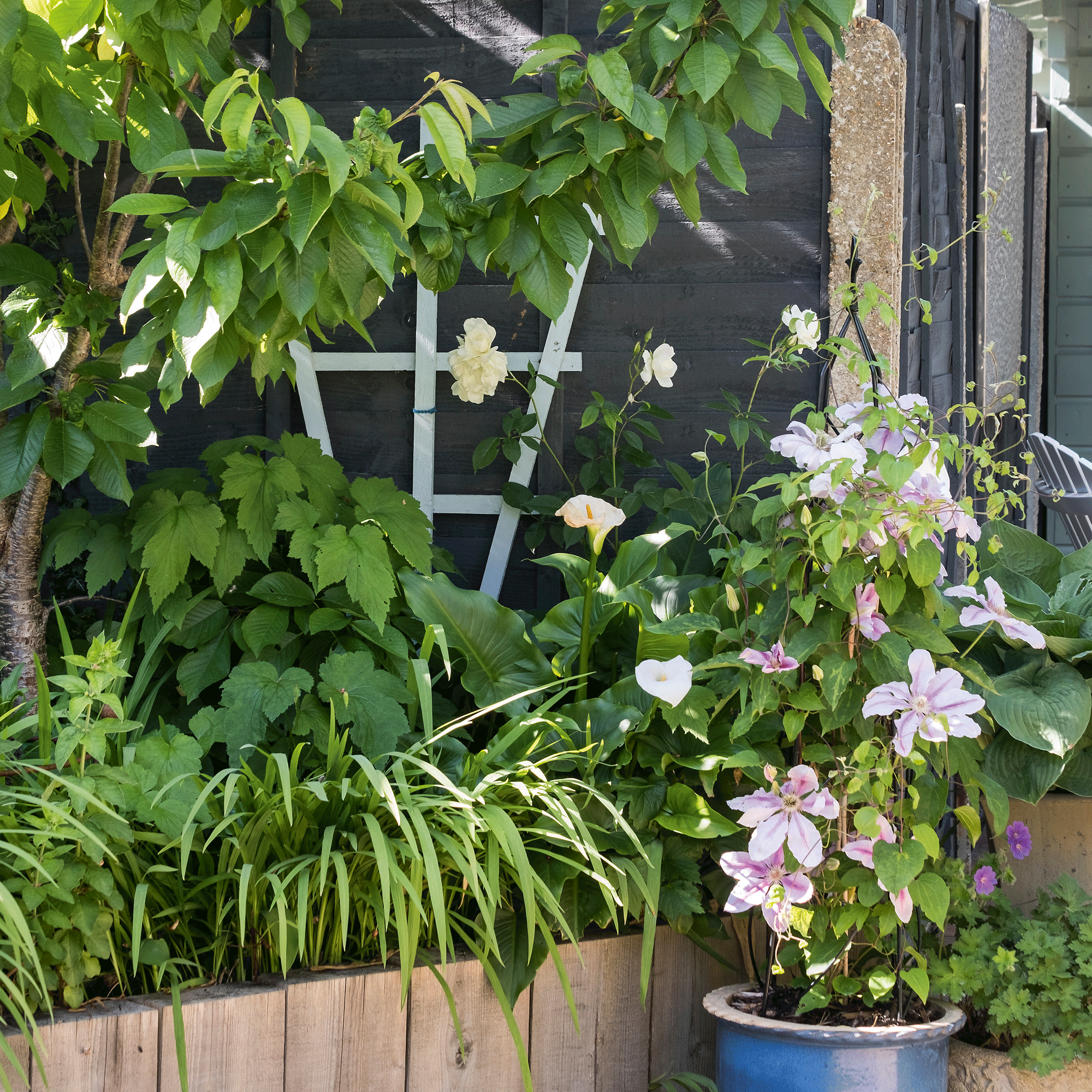a garden with a raised be beside a fence panel with a trellis attached and clematis and roses