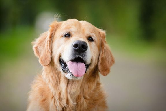 golden retriever