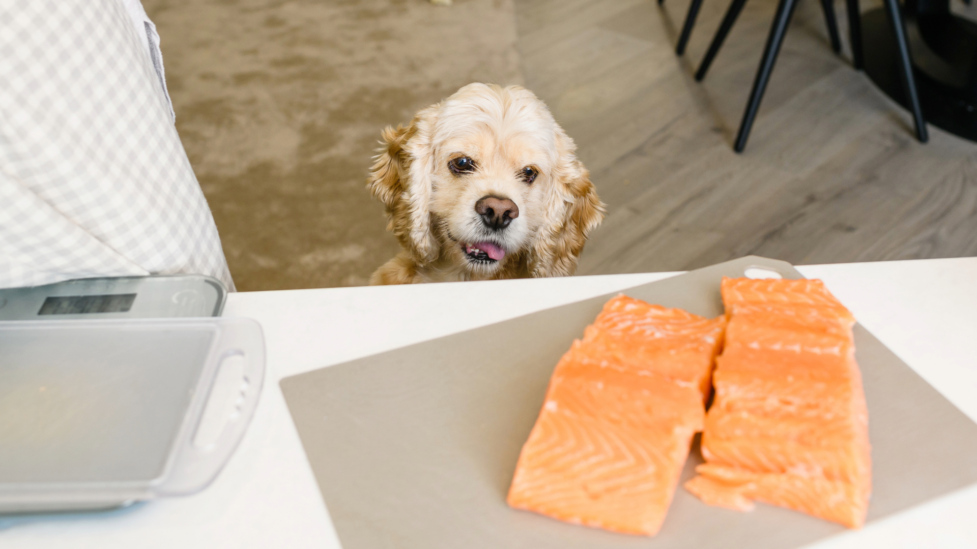 Dog looking up at a counter with salmon fillets on a chopping board