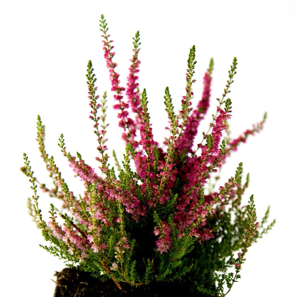 Calluna Vulgaris 'dark Beauty'