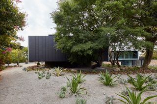 Naturalistic planting adjoins the modern forms of the house