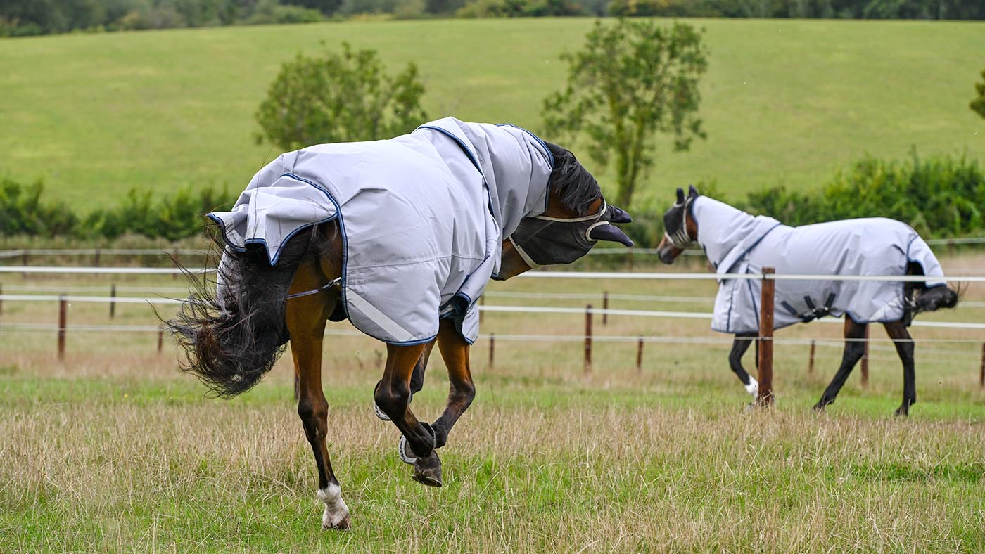 Arty and Farrell enjoying themselves in the fields at Abi's yard, near Moreton-in-Marsh in Gloucestershire.