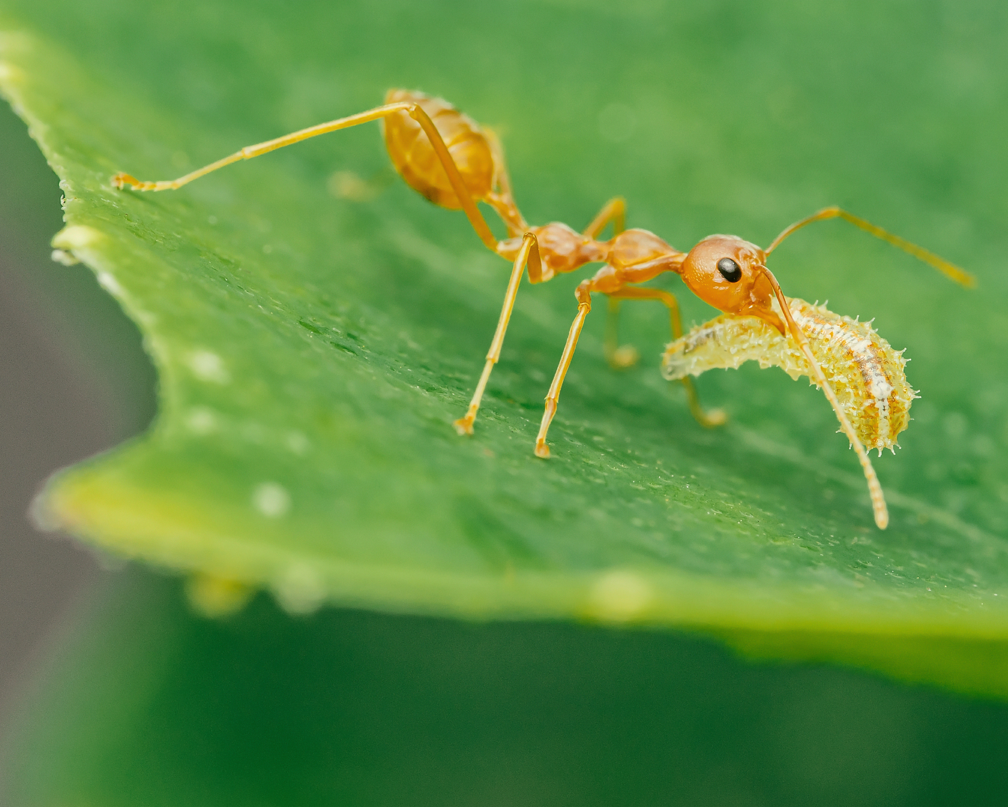 A red ant is moving the prey, a robber fly larvae