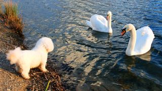 Bichon Frise looking at swans and demonstrating low prey drive