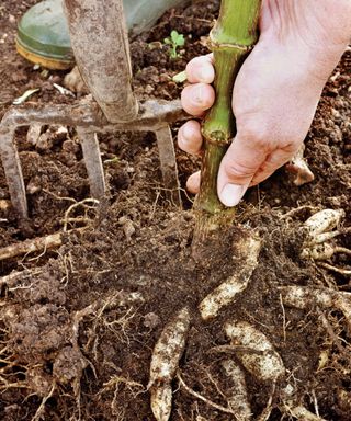 lifting dahlia tubers in winter