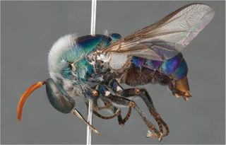 An adult spider fly