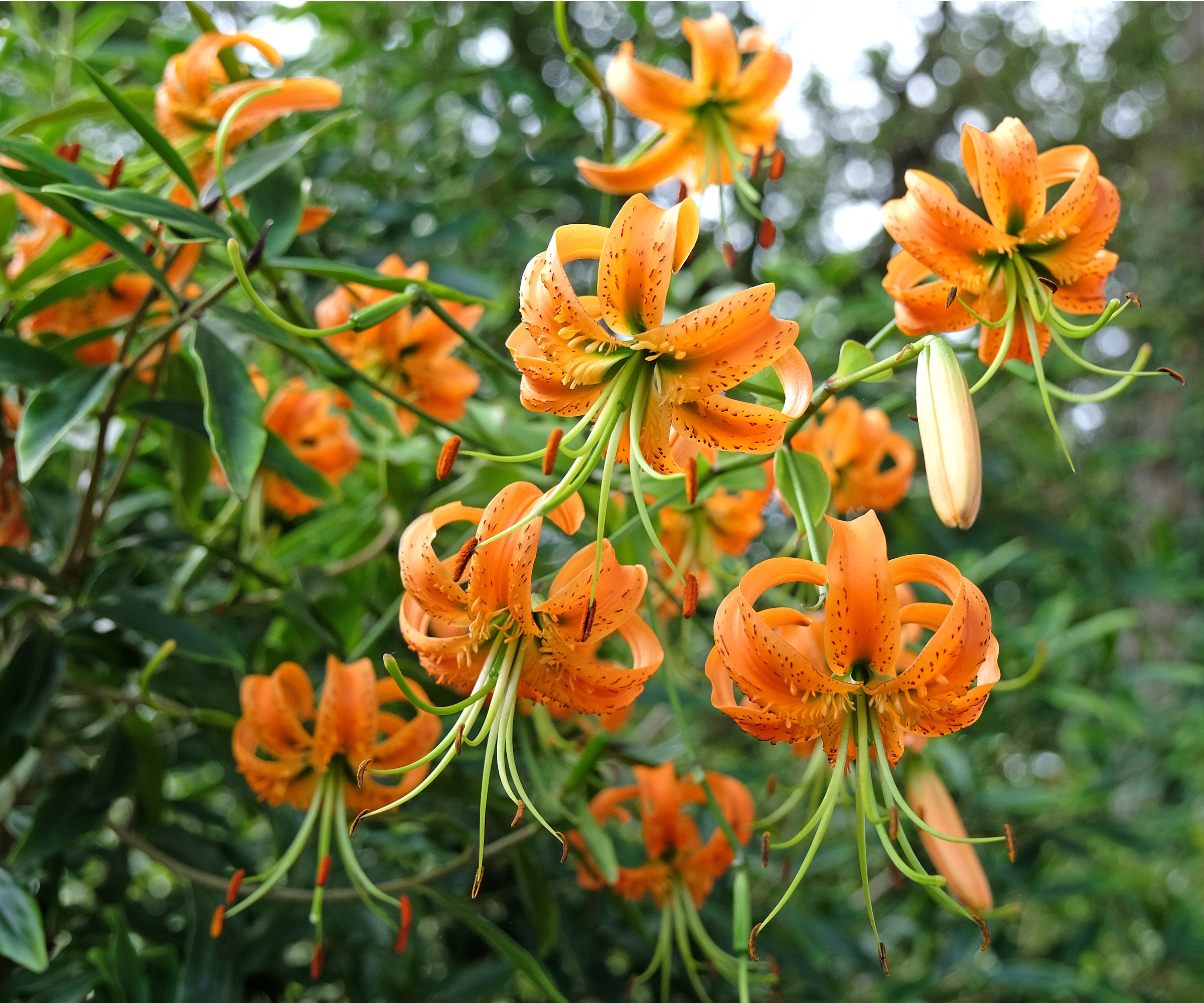 Martagon lily flowers