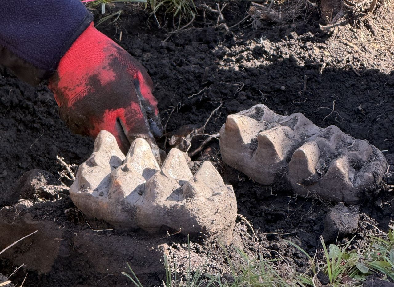a close-up of the mastodon teeth
