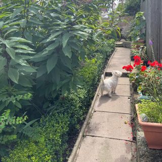 A garden in South Wales with a narrow paved path and a white Scottie dog walking up it
