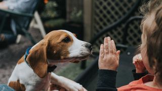 Child playing with dog