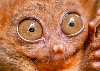 animal eyes, tarsier