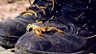 A scorpion on a hiker's boots