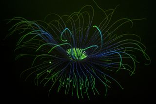 Fluorescent fireworks anemone