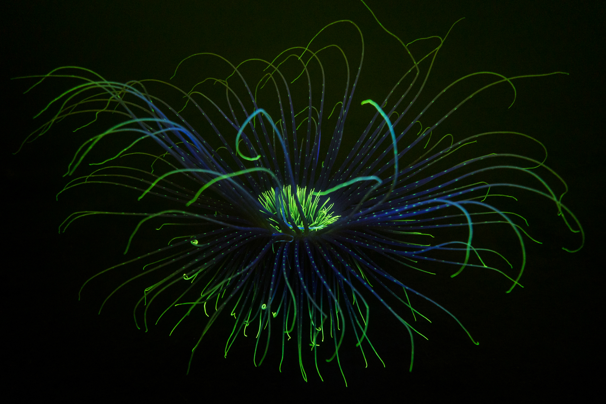 Fluorescent fireworks anemone