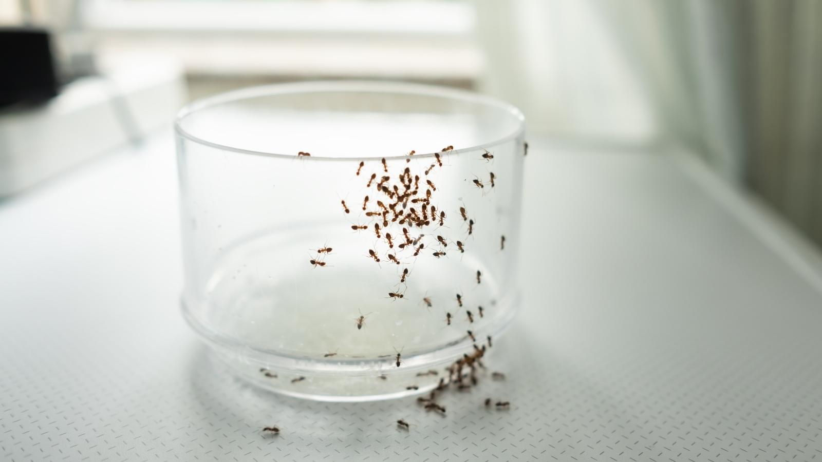 Ants in kitchen on glass