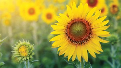 How to harvest sunflower seeds – close up of yellow sunflower