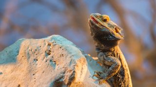 Bearded dragon climbing on a rock