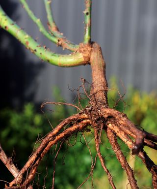 Up close image of bare root rose showing the roots