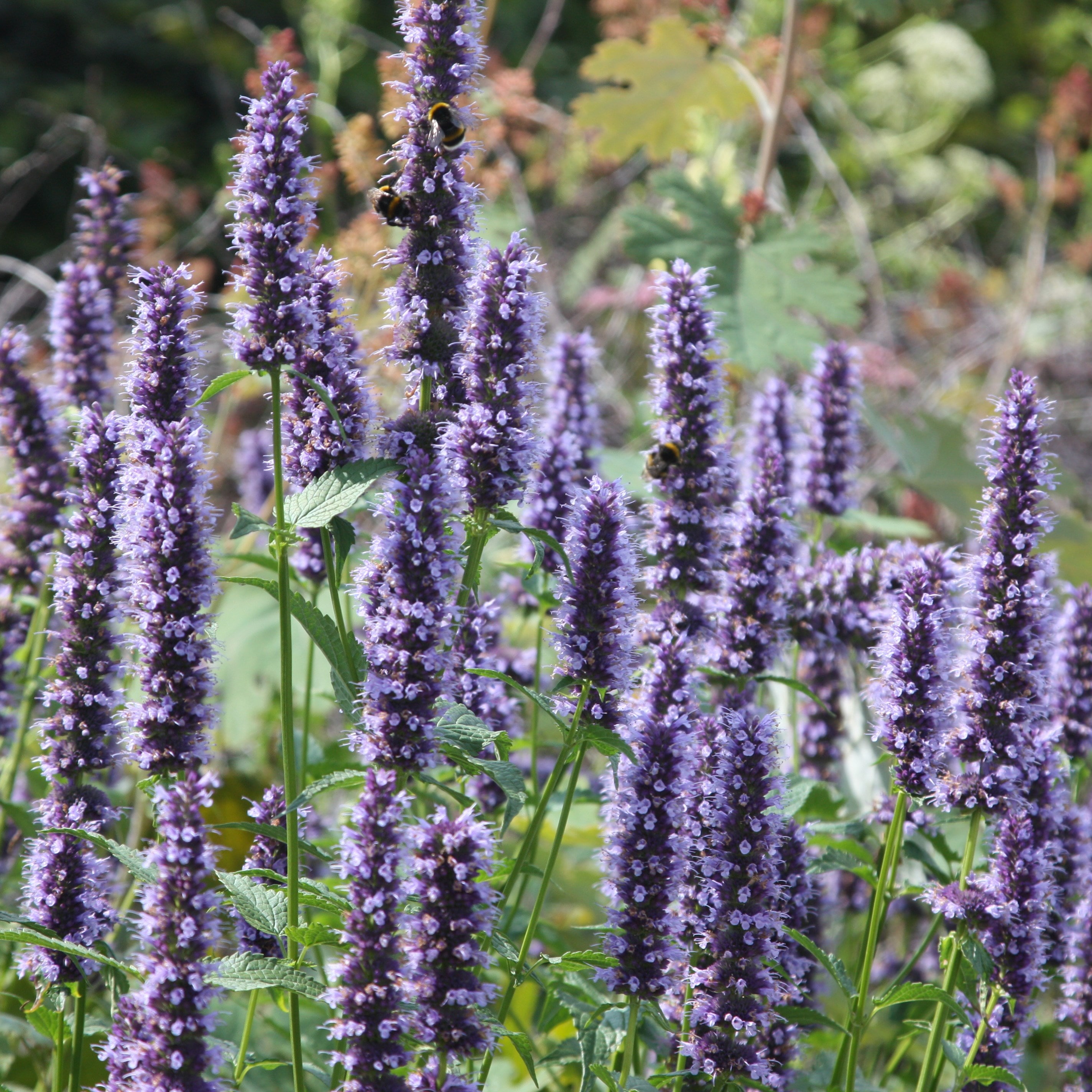 Agastache 'blackadder'